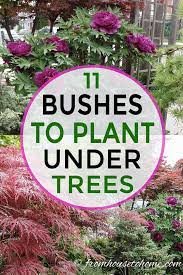 We did not find results for: Shade Loving Shrubs The Best Bushes To Plant Under Trees Gardening From House To Home Shade Loving Shrubs Shade Garden Plants Plants Under Trees