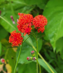 Image result for Emilia violacea