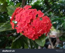 Image result for Loxodera