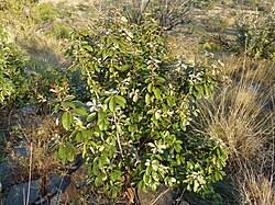 Image result for Englerophytum rwandense