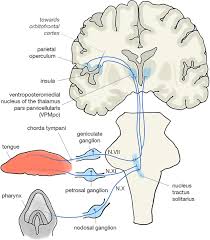 Image result for Thalamotomy