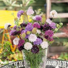 Image result for Scabiosa