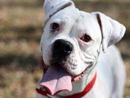 White Boxer Dog Wallpapers Top Free White Boxer Dog Backgrounds Wallpaperaccess