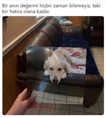 Pinterest Cikolatadenizi Instagram Erkeklerinicsesi Evcil Hayvanlar Hayvanlar Akita