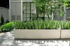 Aloe Vera Backyard Landscaping Designs Landscape Design Modern Landscaping