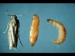 Most dish soaps contain a little borax, which is the active ingredient. How To Get Rid Of Pantry Weevils Moths Youtube