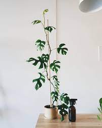 Rhaphidophora Tetrasperma Quite An Easy Plant To Look After Called The Mini Monstera Because Of Its Leaves Indoorgarden Plants Pretty Plants Indoor Plants