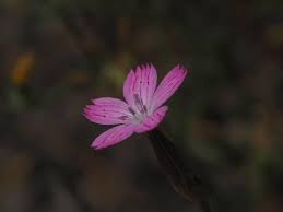 Image result for Dianthus chimanimaniensis