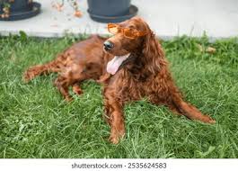 Image result for irský setr