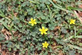 Begehbare Bodendecker Hornfruchtige Sauerklee Gelb Bluhend Oxalis Corniculata Bodendecker Bodendecker Winterhart Pflanzen