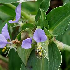 Image result for Commelina zambesica