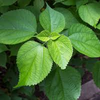 Image result for Boehmeria nivea