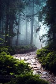 40 Fascinating Photographs Of Forest Paths To Another World Bored Art Nature Photography Scenery Beautiful Landscapes
