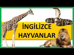 Wild Animals In English Learning Wild Animal S Names Youtube