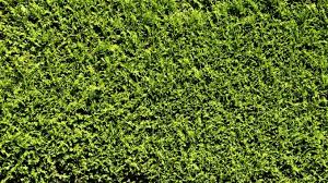 Liguster schneiden hallo man kann liguster zwei mal im jahr schneiden. Ligusterhecke Schneiden