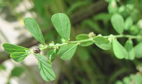 Image result for Phyllanthus maderaspatensis