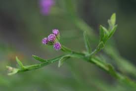 Image result for Litogyne gariepina