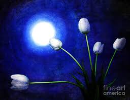 Image result for blue tulips