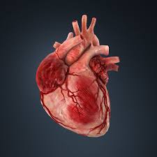 3d Model Human Heart Human Cgtrader ✓ free for commercial use ✓ high quality images. human heart 3d model