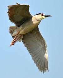 Black Crowned Night Heron Balikcil Kus Gece