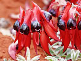In recent years, the criteria at both a state and federal level for government funded initiatives has significantly changed, inhibiting opportunities for flowers australia to successfully apply for industry. Swainsona Formosa Wikipedia