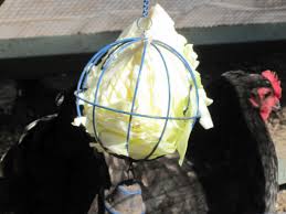 Check spelling or type a new query. What Can Chickens Eat Tilly S Nest