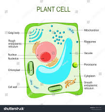 Plant Cell Anatomy Cross Section Structure Of A Eukaryotic Cell Diagram For Your Design Educational Medica Plant Cell Eukaryotic Cell Plant Cell Structure