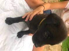 Black german shepherd and lab mix puppies. View Ad Shepradors Litter Of Puppies For Sale Near Michigan Livonia Usa Adn 42113