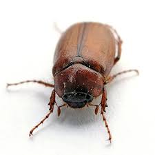 What do giant water bugs eat? Waterbug Pest Control Services Viking Pest Control