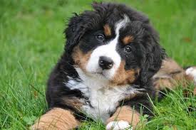 71 Unique Dog Names For Your New Puppy Bernese Mountain Dog Puppy Calm Dog Breeds Dog Breeds