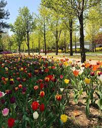 Maybe you would like to learn more about one of these? Taman Bunga Terindah Di Korea Selatan 25 Tempat Wisata Terkenal Di Daegu 2021 Wisata Muda Terlebih 10 Bunga Terindah Di Dunia Yang Memiliki Bentuk Serta Warna Yang Sangat Menarik Sehingga