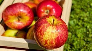 1 buah apel terbelah menjadi dua bagian yang sama besar. Arti Mimpi Memetik Buah Apel Ada Pertanda Baik Terkait Rezeki Bagaimana Jika Mimpi Makan Buah Apel Tribun Batam