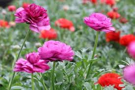Ranunkel Pflanzen Pflege Schneiden Pflanzen Schone Blumen Sprache Der Blumen