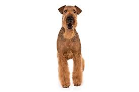 Airedale Terrier Dog Breed Information