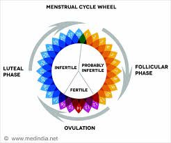 Period Menstrual Cycle Calculator