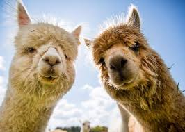 Check spelling or type a new query. Willow Tree Family Farm Where To Go With Kids Derbyshire