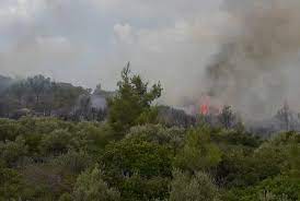 Check spelling or type a new query. Mugla Milas Ta Orman Yangini Gazete Karinca