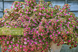 Image result for Coleus engleri