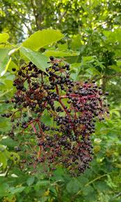 Image result for Sambucus canadensis
