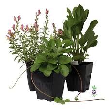 Image result for Sedum ruwenzoriense