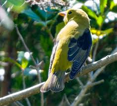 Please help identify. Taken today, 9.8.24, Long Beach Island, New Jersey.  Google lens keeps telling me Western Tanager for each photo, but I know  they are not around the East Coast.