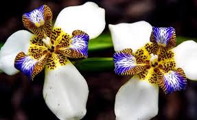 Maybe you would like to learn more about one of these? Brazilian Walking Iris Noemarica Gracilis Iris Flower Bloom White Purple Brown Yellow Colourful Pikist