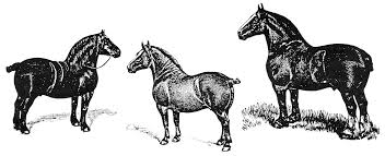 From wikimedia commons, the free media repository. How Big Should A Draft Horse Be Small Farmer S Journal