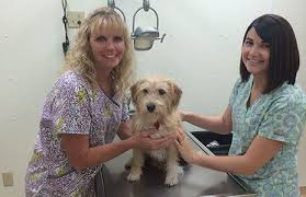 When i called all about pets this morning, even though they weren't our regular vet, they got us in within the hour. Our Services At All Pets Veterinary Hospital Veterinary Services In Grinnell