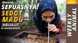 Cara makan madu kelulut yang berkesan untuk kesihatan badan. 10 Manfaat Madu Bagi Kesehatan Menjaga Kadar Kolesterol Hingga Basmi Ketombe Banjarmasin Post