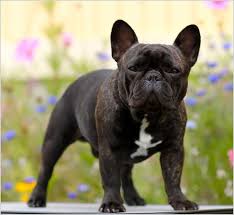 Bouledogue or bouledogue français) is a breed of domestic dog, bred to be companion dogs. All Black French Bulldog Puppies Zoe Fans Blog Brindle French Bulldog French Bulldog Puppies French Bulldog Dog