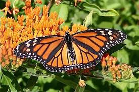 Though Seemingly Delicate Monarch Butterflies Are Remarkably Resilient And Their Decline Can Be Rever Monarch Butterfly Monarch Butterfly Tattoo Native Garden