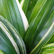 Image result for Aspidistra