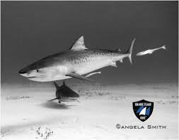The female sharks are considered sexually mature once they reach a size of 2.5 meters or 8 feet and males are. Tiger Shark Information