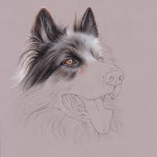 These are the techniques i use when i draw realistic animal portraits, and i really hope you'll find it helpfull. Uart Tip Drawing Fur With Colored Pencils Step By Step